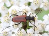 tesařík (Brouci), Anastrangalia dubia, Cerambycidae, Lepturini (Coleoptera)